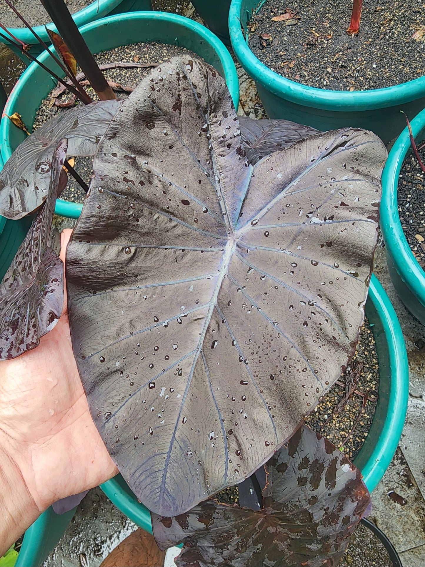 COLOCASIA TITANIUM