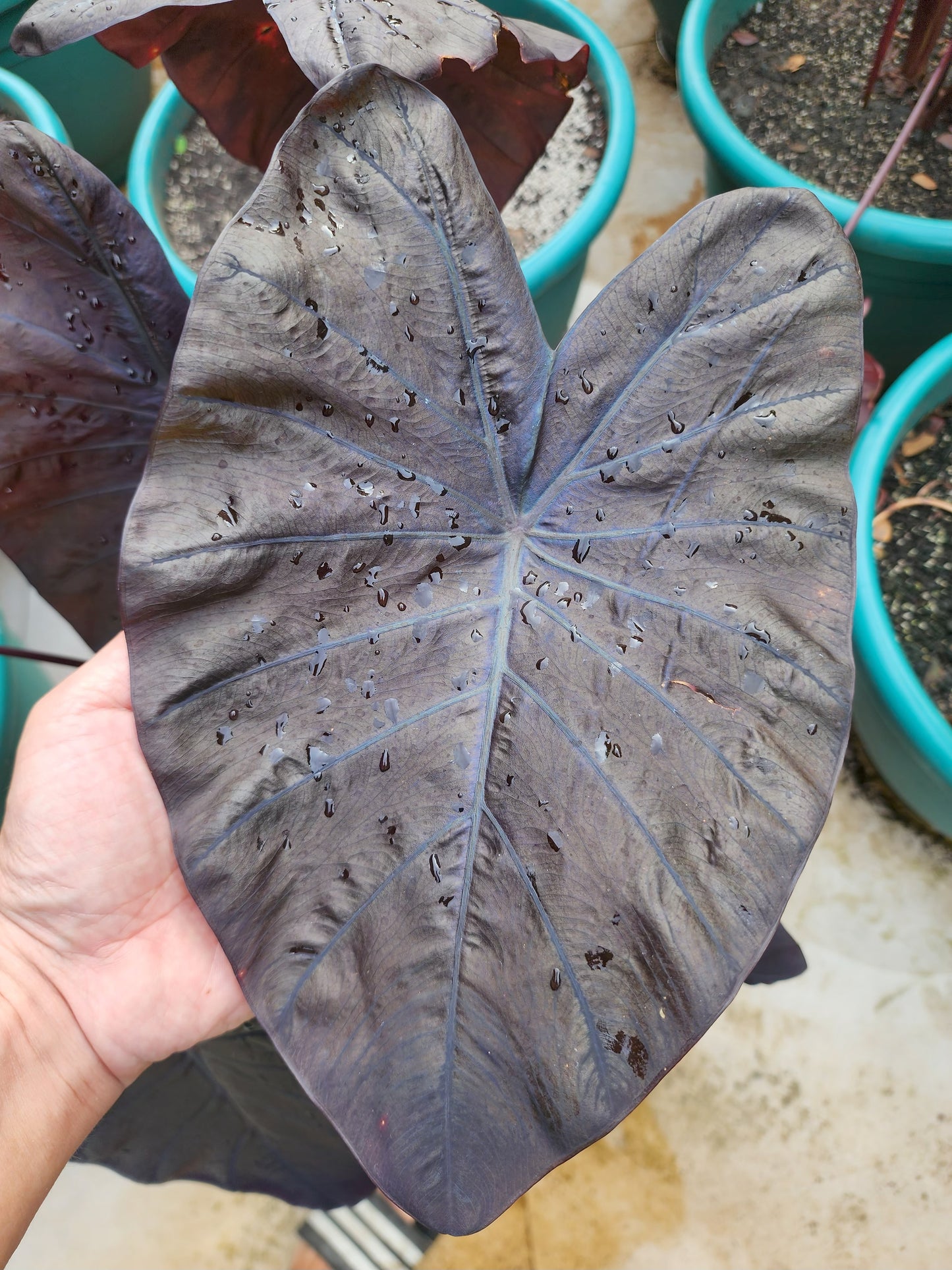 COLOCASIA TITANIUM