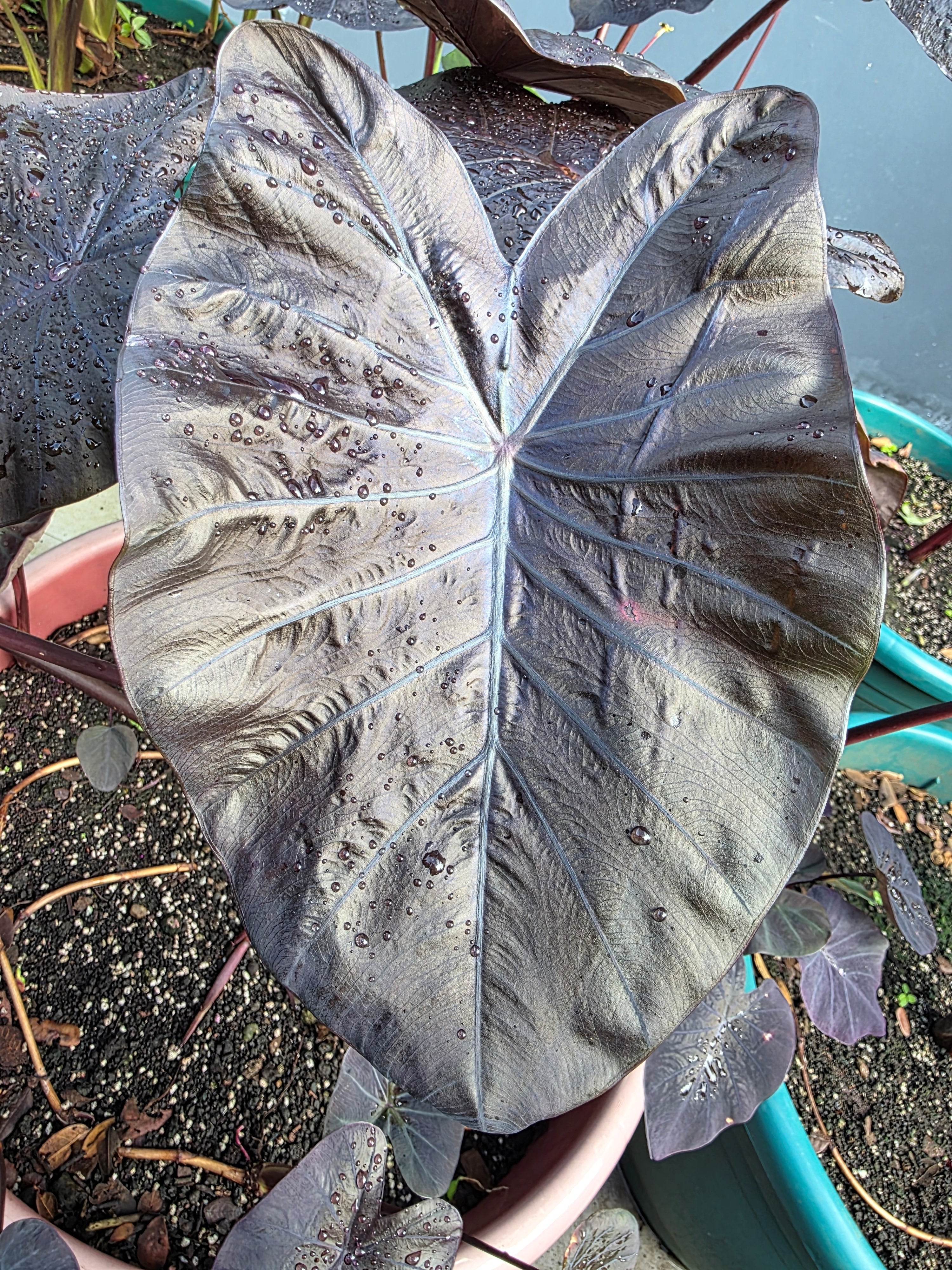 Colocasia Titanium
