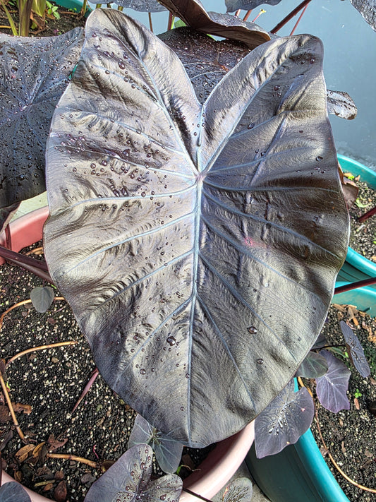 Colocasia Titanium