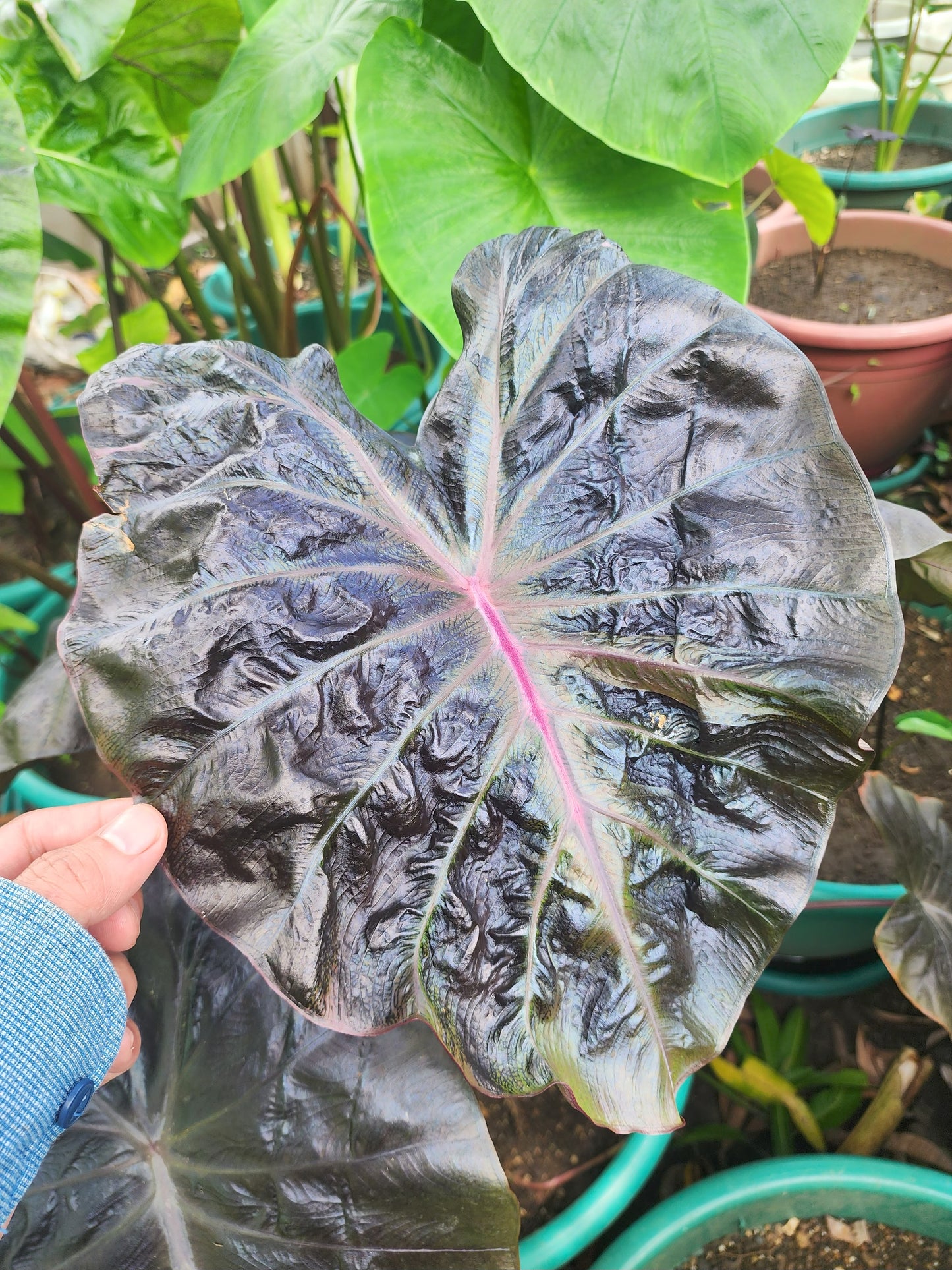 COLOCASIA TREASURE