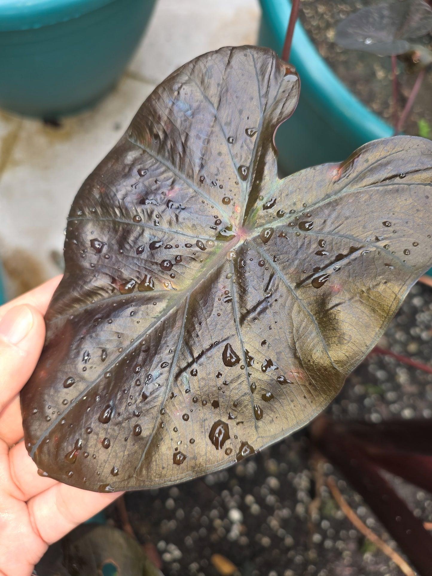 COLOCASIA TREASURE