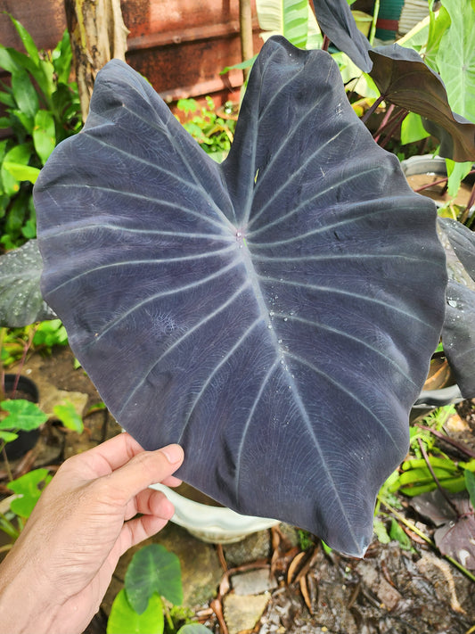 COLOCASIA TUXEDO