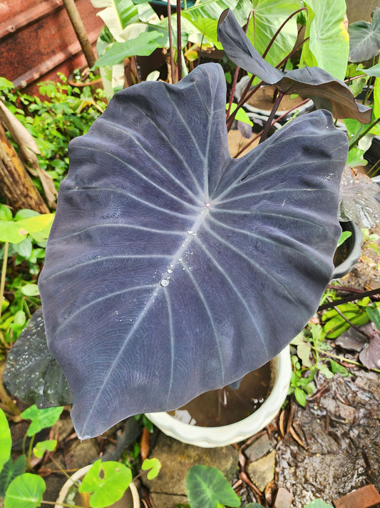 COLOCASIA TUXEDO