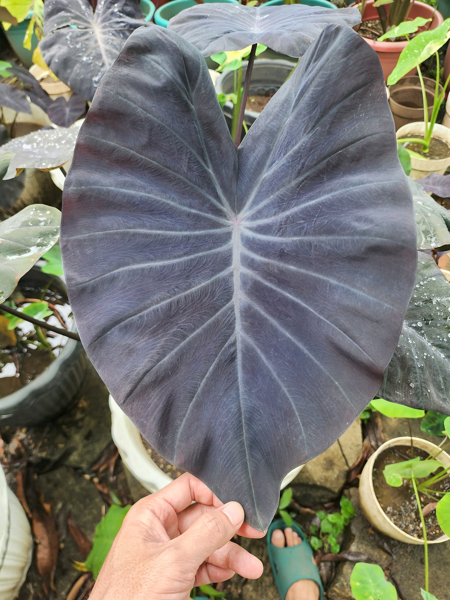 COLOCASIA TUXEDO