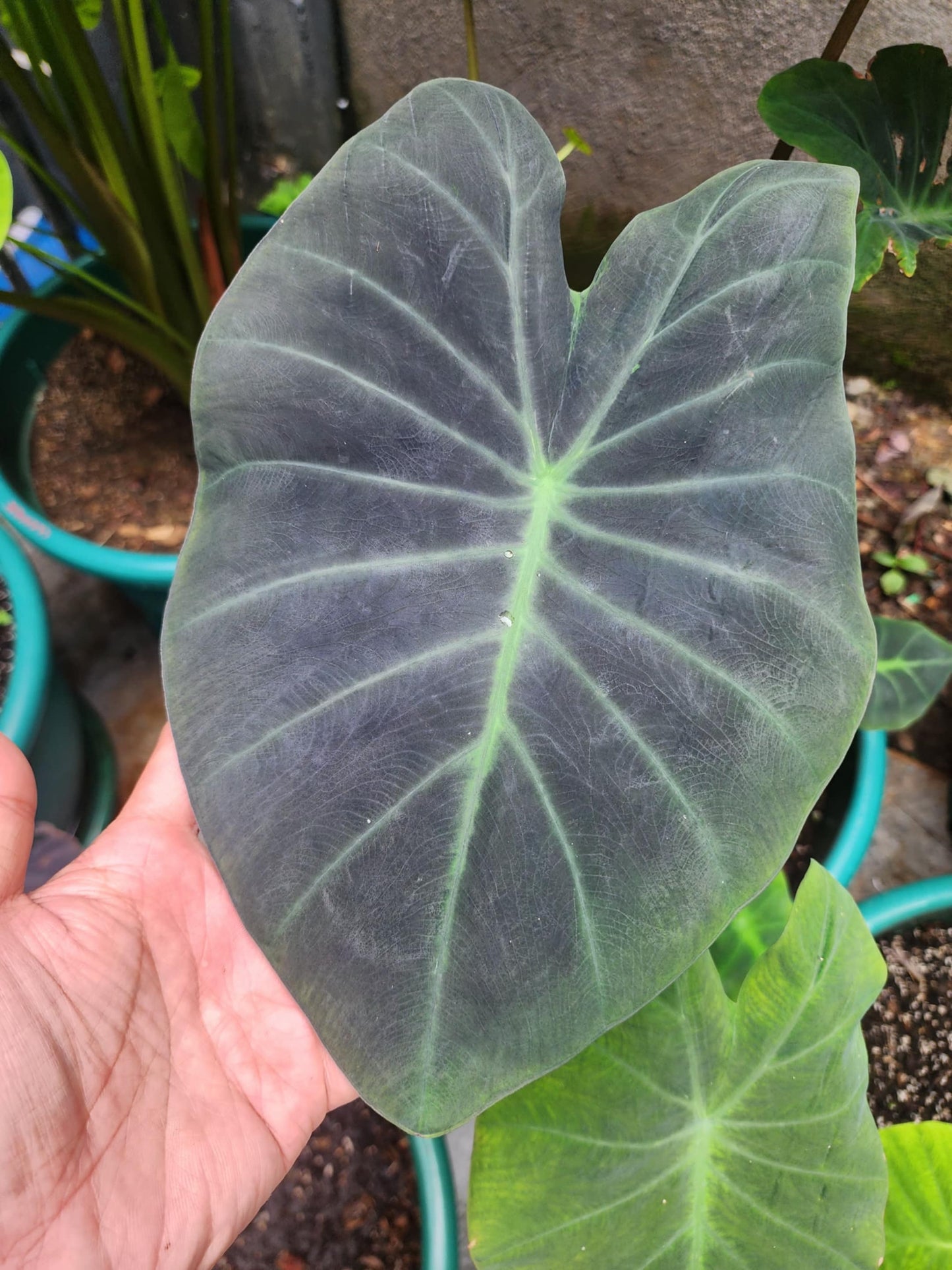 COLOCASIA ZANADU