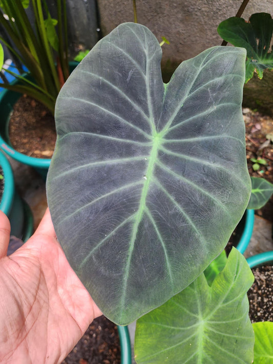 COLOCASIA ZANADU