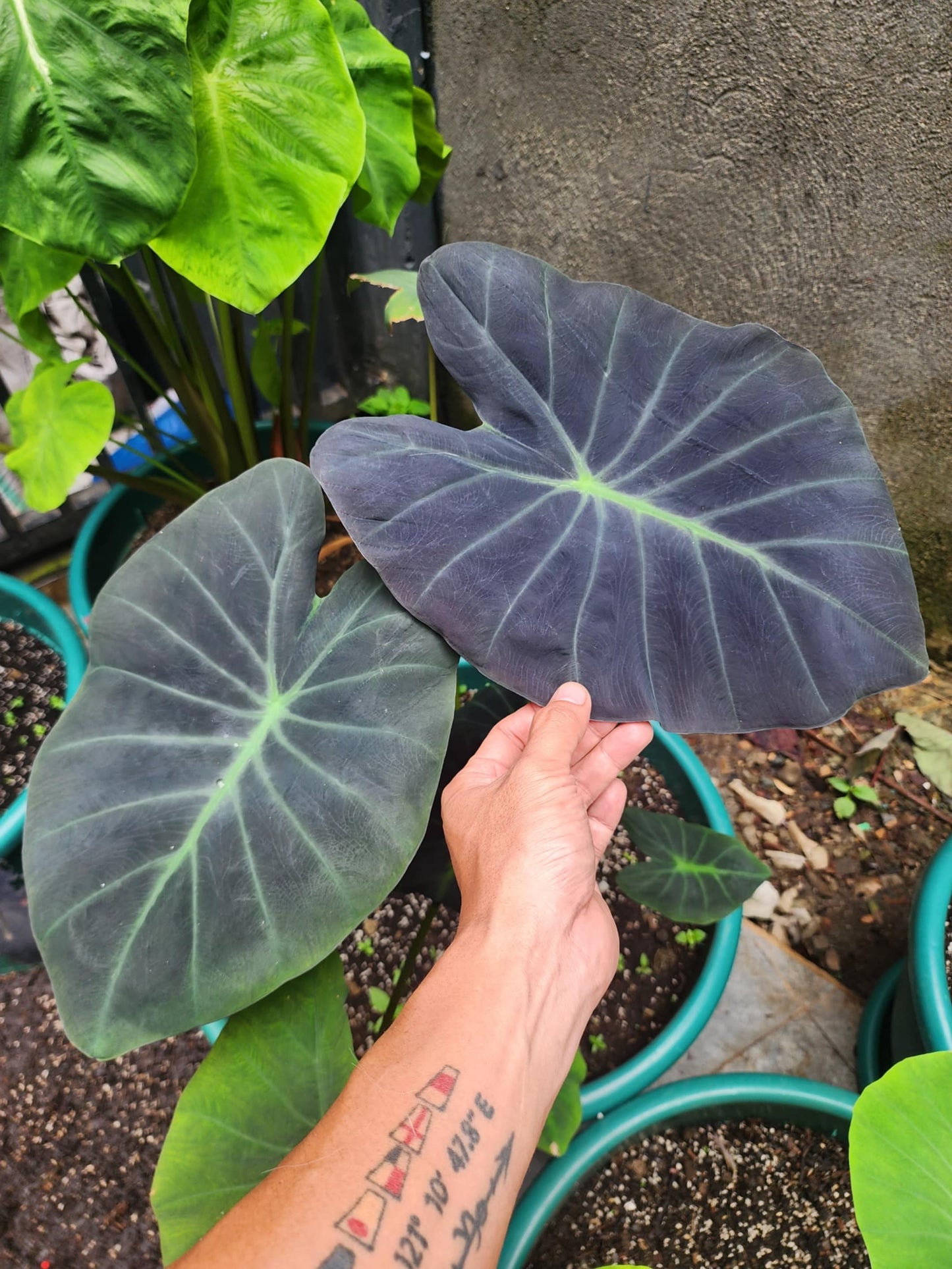 COLOCASIA ZANADU