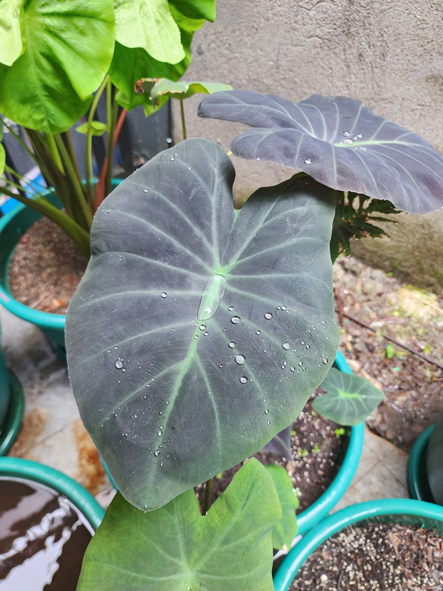 COLOCASIA ZANADU