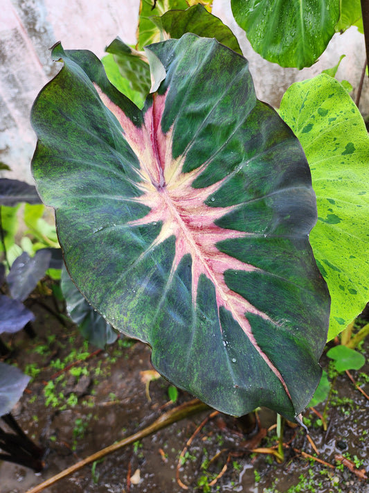 COLOCASIA MARIPOSA