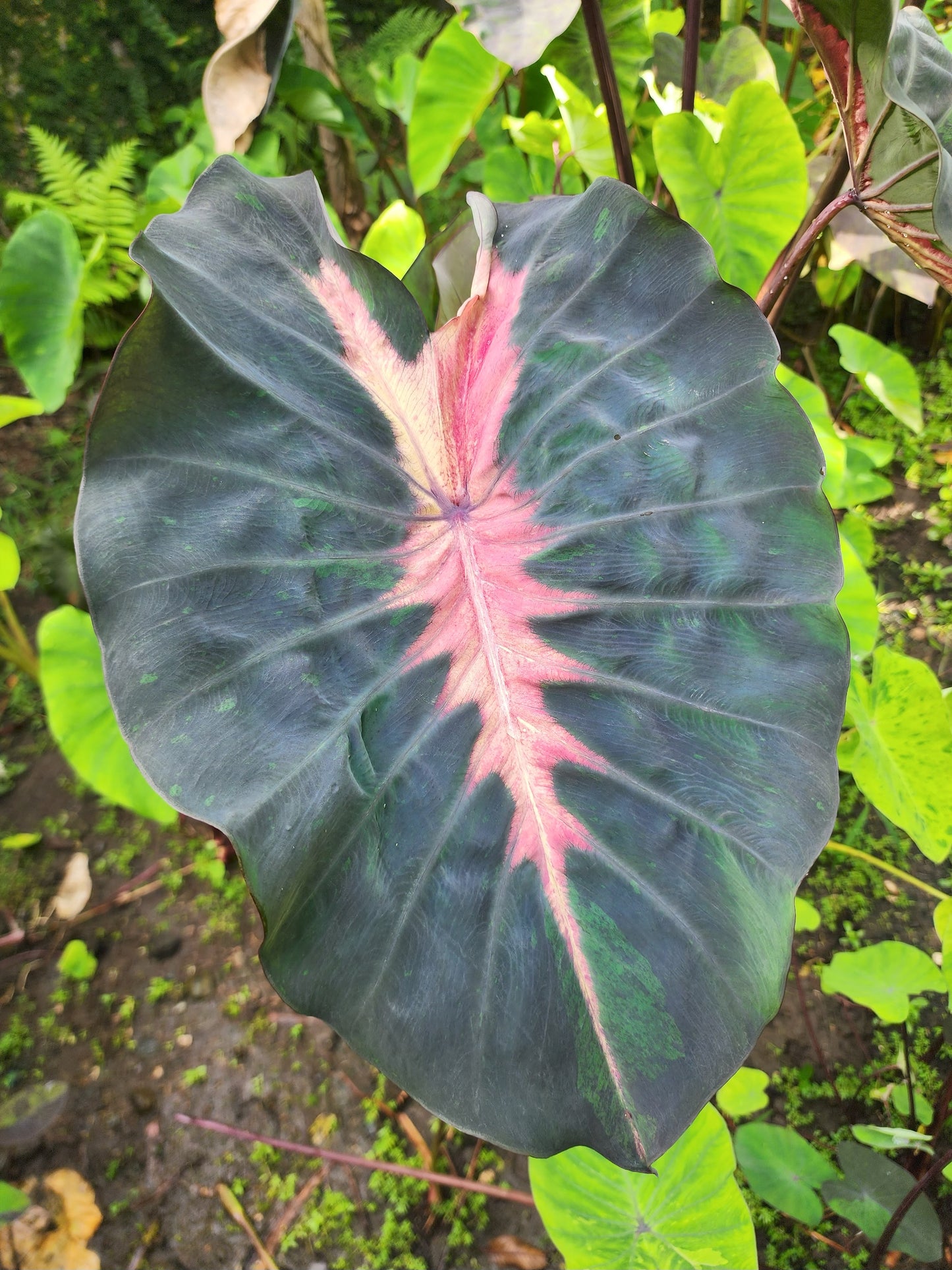COLOCASIA MARIPOSA